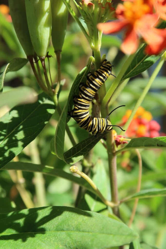 caterpillar, monarch, monarch caterpillar, butterfly, nature, monarch caterpillar, monarch caterpillar, monarch caterpillar, monarch caterpillar, monarch caterpillar