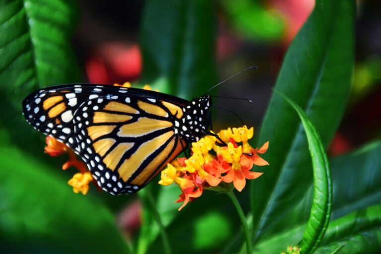 A vibrant monarch butterfly rests on bright orange blossoms amidst lush green leaves.