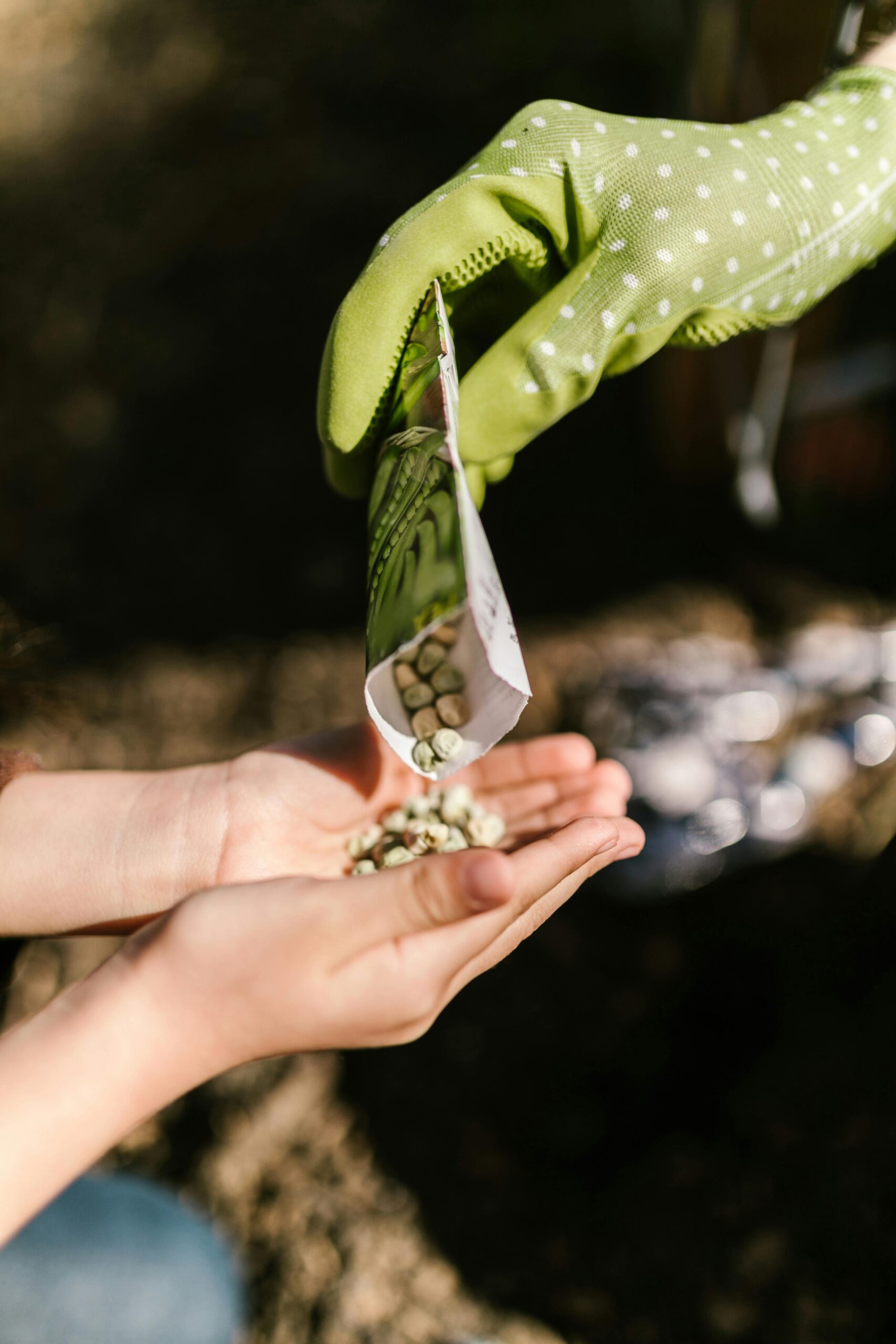 Close-up of a child receiving seeds from a gloved hand for planting.